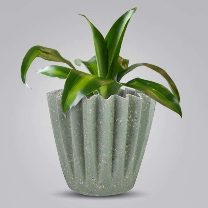 P-Dracaena-Massengeana-13cm-WPOT6