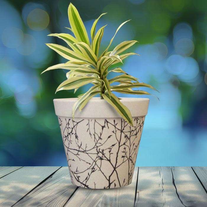 P-Dracaena-Reflexa-Song-of-India-13cm-WPOT1_2