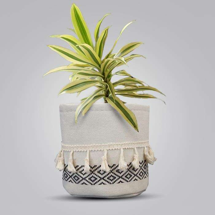 P-Dracaena-Reflexa-Song-of-India-13cm-WPOT2_2