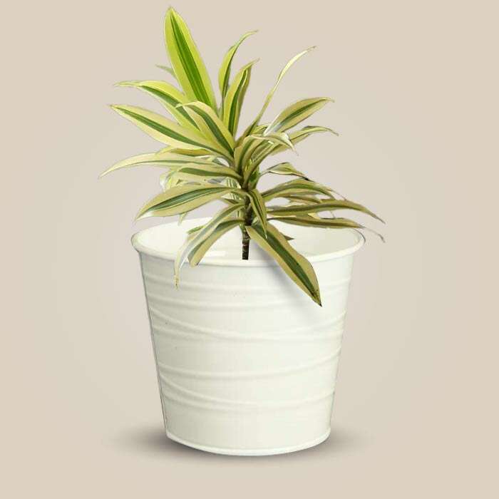 P-Dracaena-Reflexa-Song-of-India-13cm-WPOT3_3