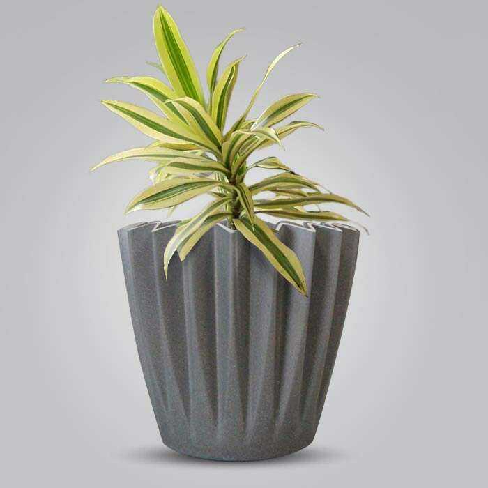 P-Dracaena-Reflexa-Song-of-India-13cm-WPOT4_2