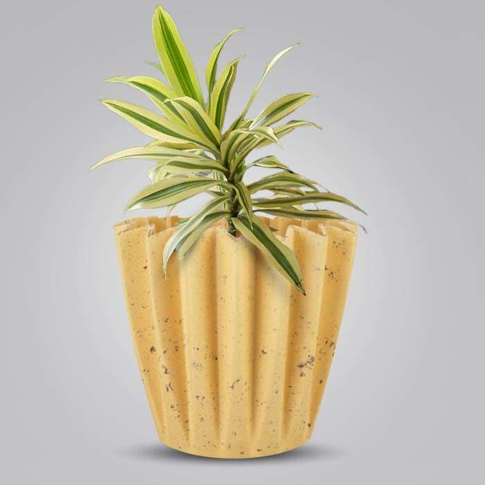 P-Dracaena-Reflexa-Song-of-India-13cm-WPOT5_2