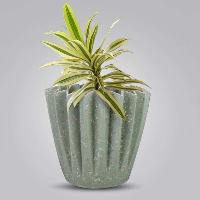 P-Dracaena-Reflexa-Song-of-India-13cm-WPOT6_2