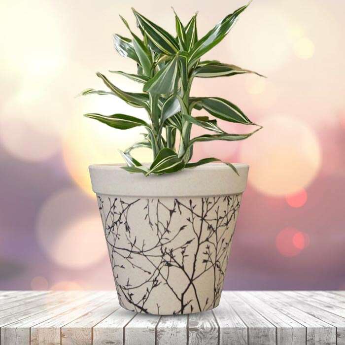 P-Dracaena-Sanderiana-Victory-13cm-WPOT1_2