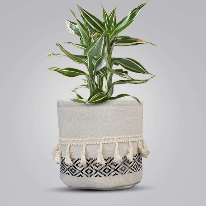 P-Dracaena-Sanderiana-Victory-13cm-WPOT2_2