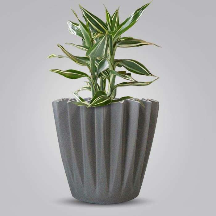 P-Dracaena-Sanderiana-Victory-13cm-WPOT4
