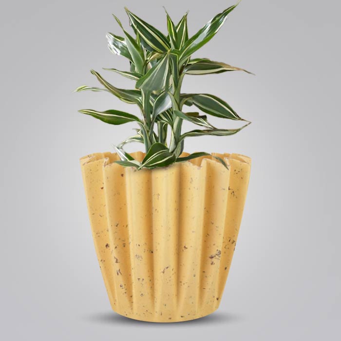Dracaena Sanderiana Victory with Yellow Plant Pot