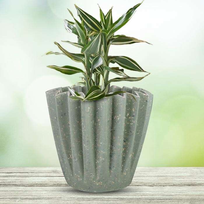 P-Dracaena-Sanderiana-Victory-13cm-WPOT6_2