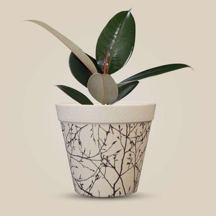 P-Ficus-Elastica-Adibijan-13cm-WPOT1_3