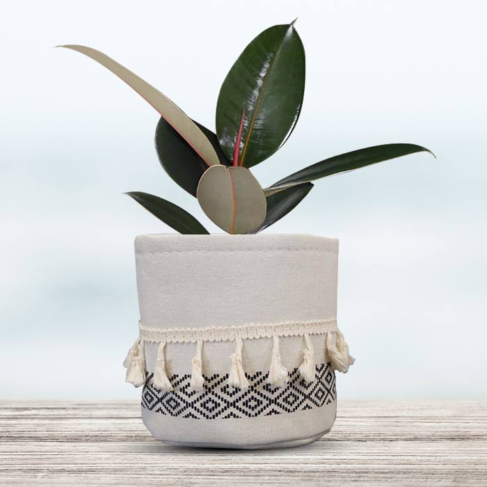 Ficus Elastica Adibijan with Cotton Pot