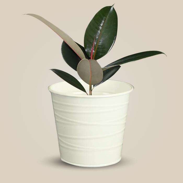 P-Ficus-Elastica-Adibijan-13cm-WPOT3_3