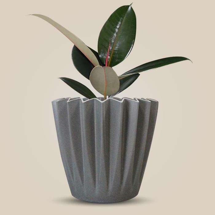 P-Ficus-Elastica-Adibijan-13cm-WPOT4_3