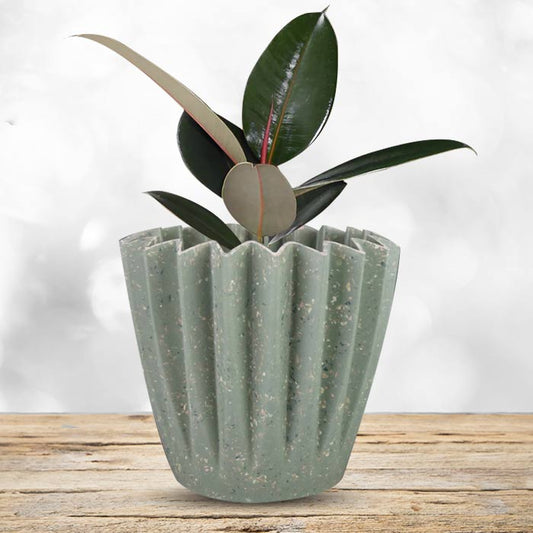 Ficus Elastica Adibijan with Sage Green Pot
