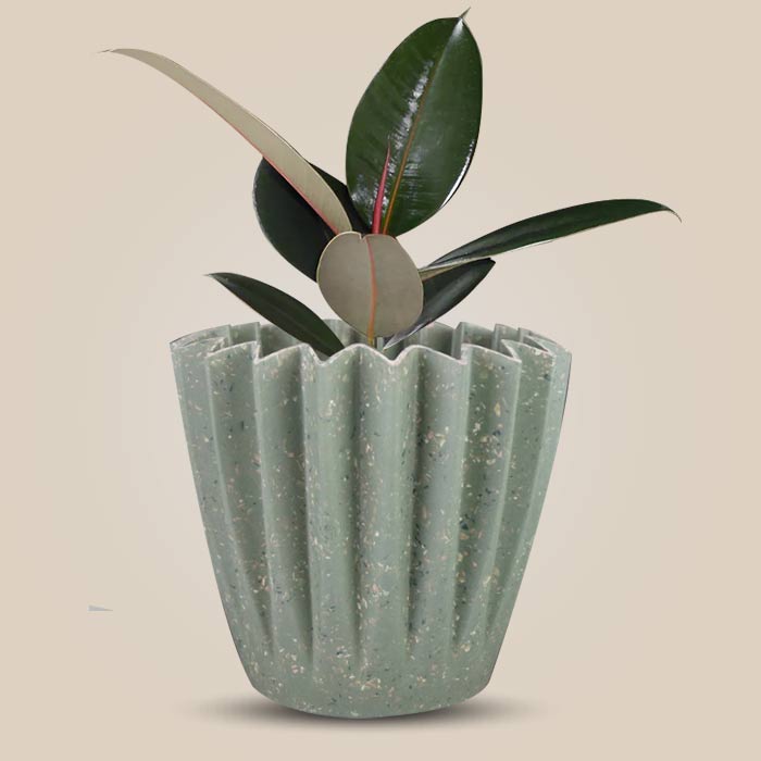 Ficus Elastica Adibijan with Sage Green Pot
