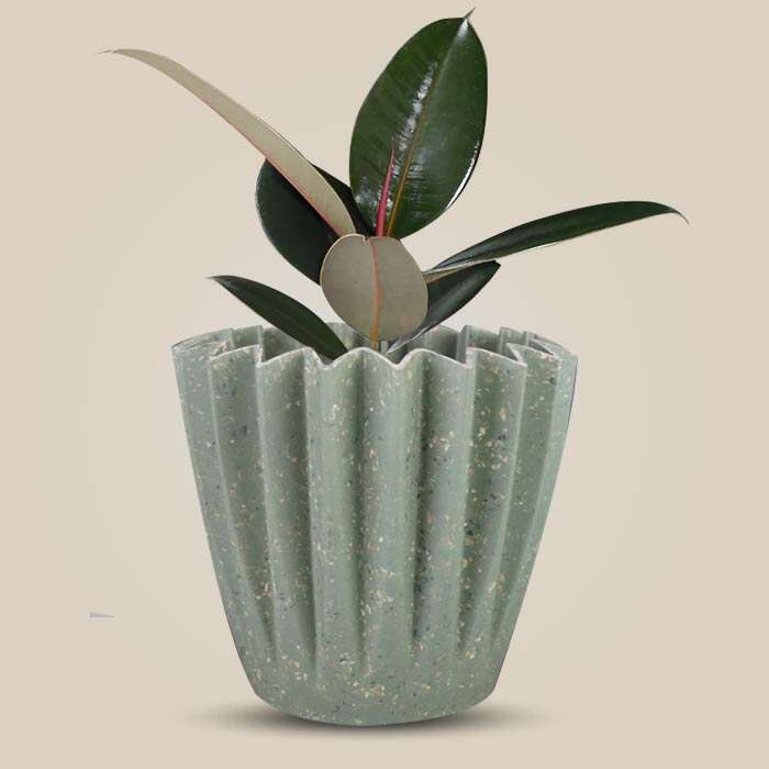 P-Ficus-Elastica-Adibijan-13cm-WPOT6_3