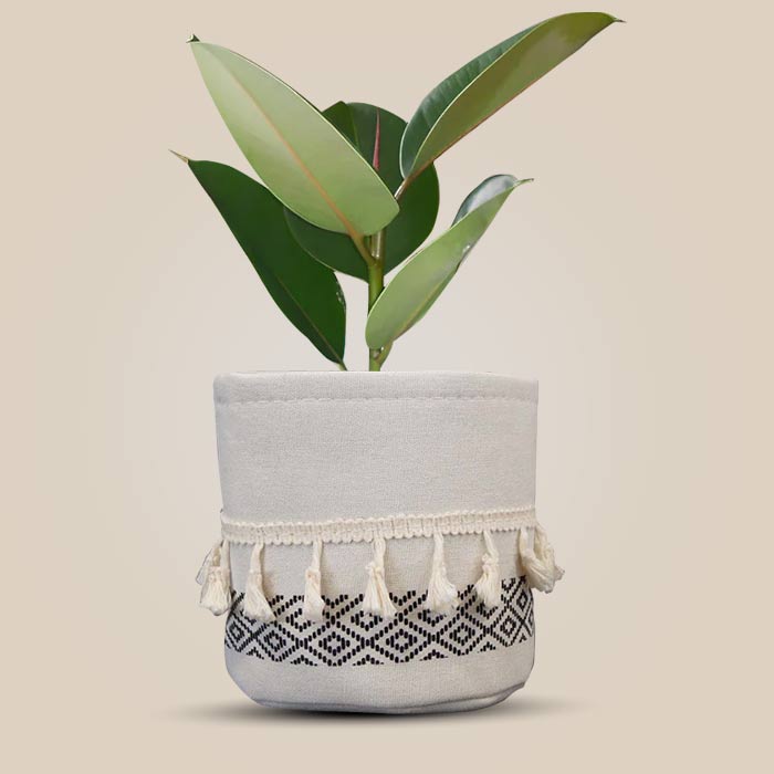 Ficus Elastica Robusta with Cotton Pot