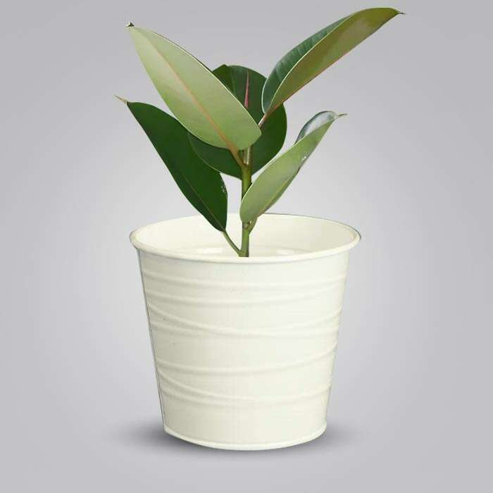 P-Ficus-Elastica-Robusta-13cm-WPOT3_2