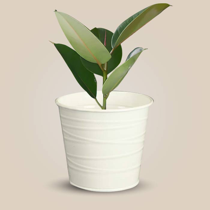Ficus Elastica Robusta with White Metal Pot