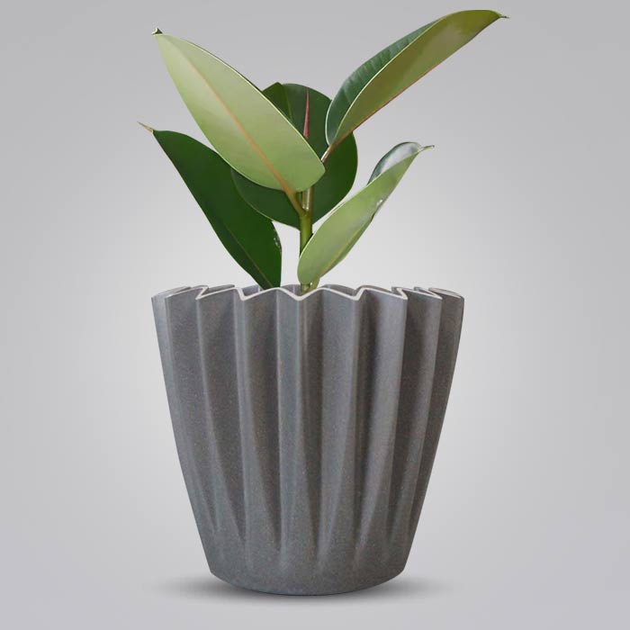 Ficus Elastica Robusta Indoor with Grey Pot