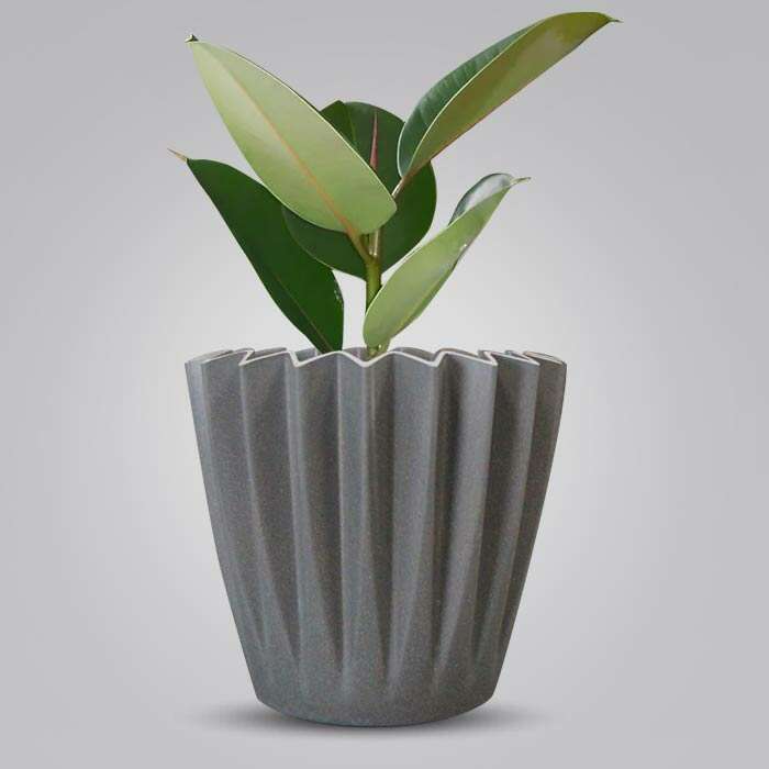 P-Ficus-Elastica-Robusta-13cm-WPOT4