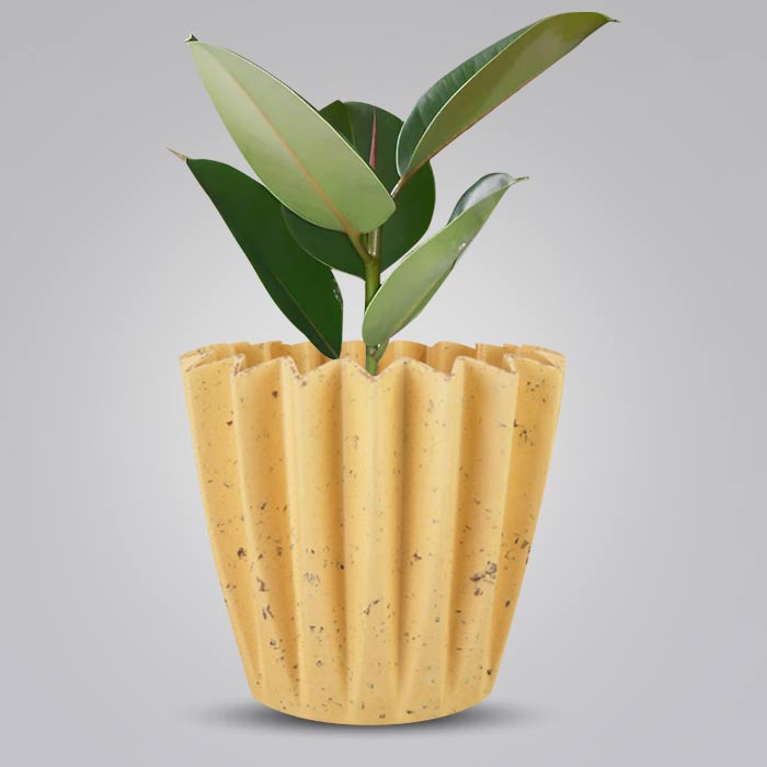 Ficus Elastica Robusta with Yellow Plant Pot