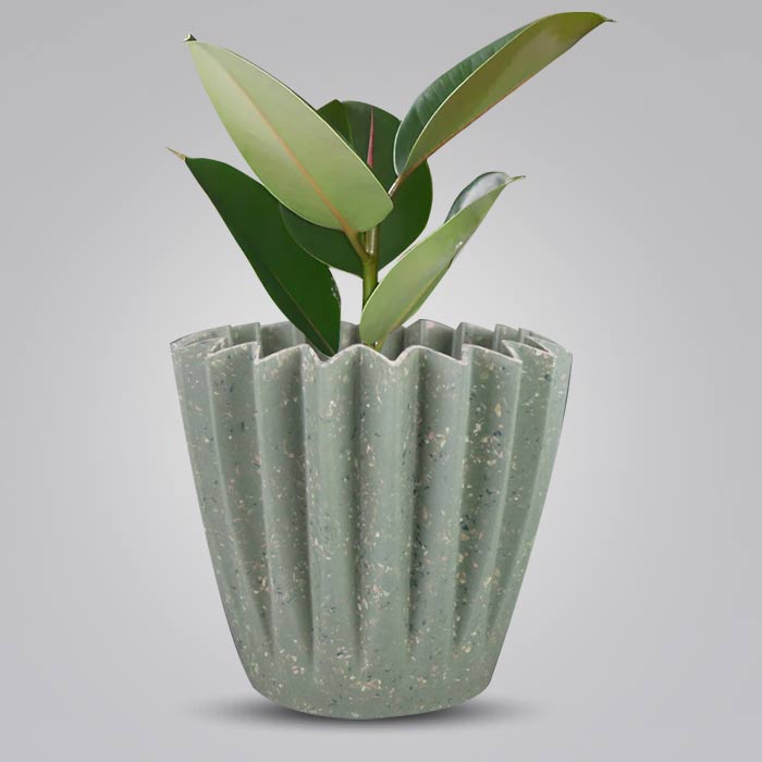 Ficus Elastica Robusta with Sage Green Pot