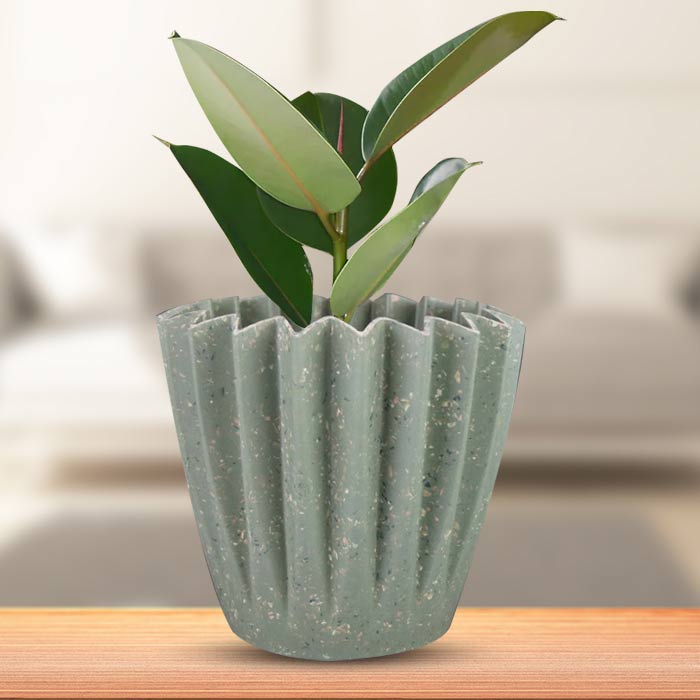 Ficus Elastica Robusta with Sage Green Pot