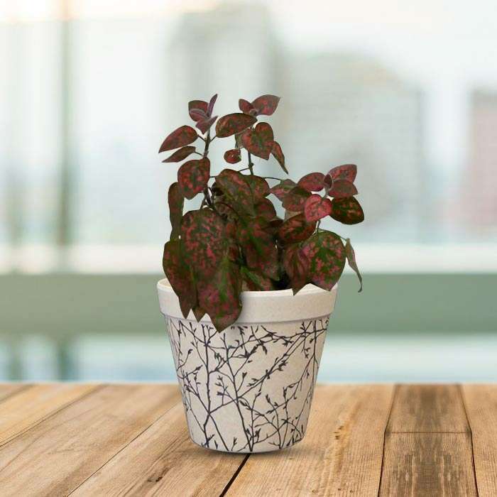 P-Hypoestes-Phyllostachya-Red-9cm-WPOT1