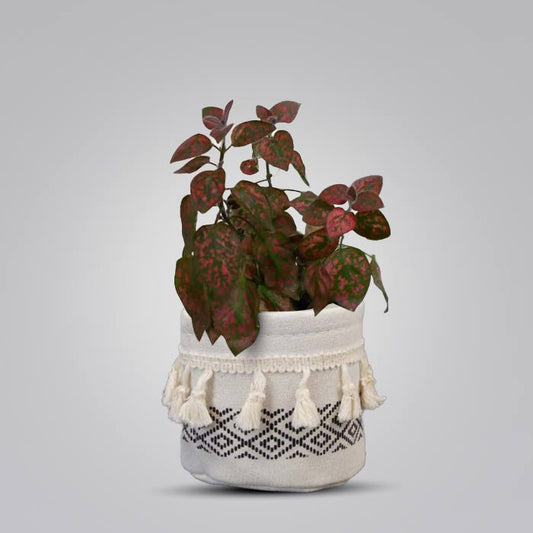 Hypoestes Phyllostachya Red with Cotton Pot