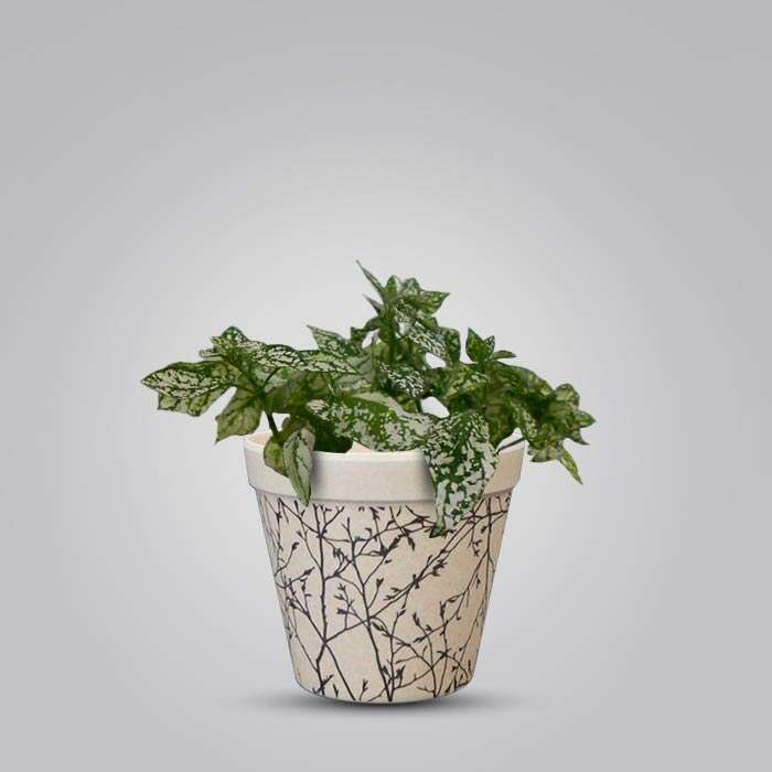 P-Hypoestes-Phyllostachya-White-9cm-WPOT1
