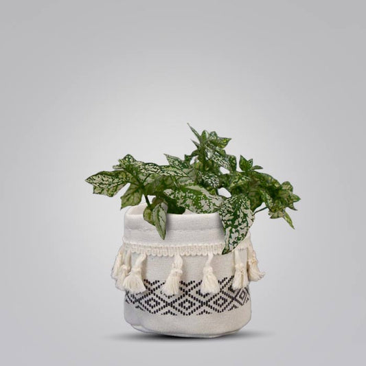 Hypoestes Phyllostachya White with Cotton Pot