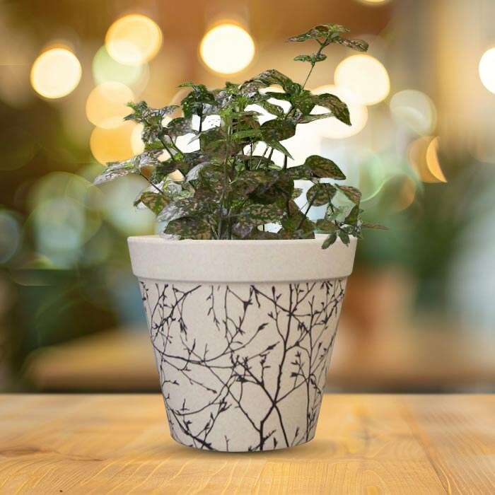 P-Hypoestes-Sanguinolenta-Pink-13cm-WPOT1_2