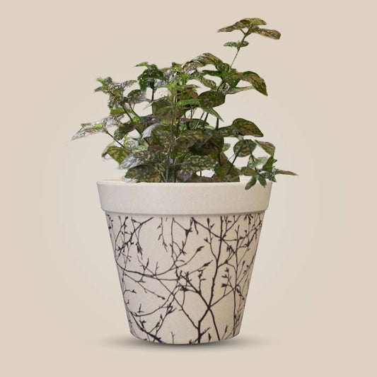 Hypoestes Sanguinolenta Pink with Bamboo Plant Pot