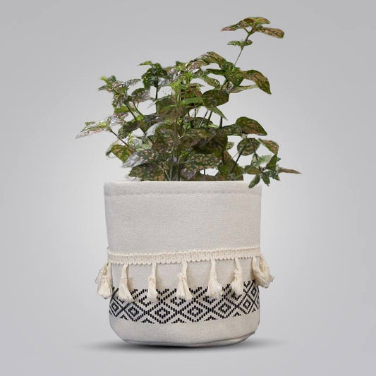 Hypoestes Sanguinolenta Pink with Cotton Pot