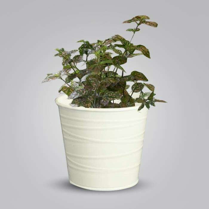 P-Hypoestes-Sanguinolenta-Pink-13cm-WPOT3