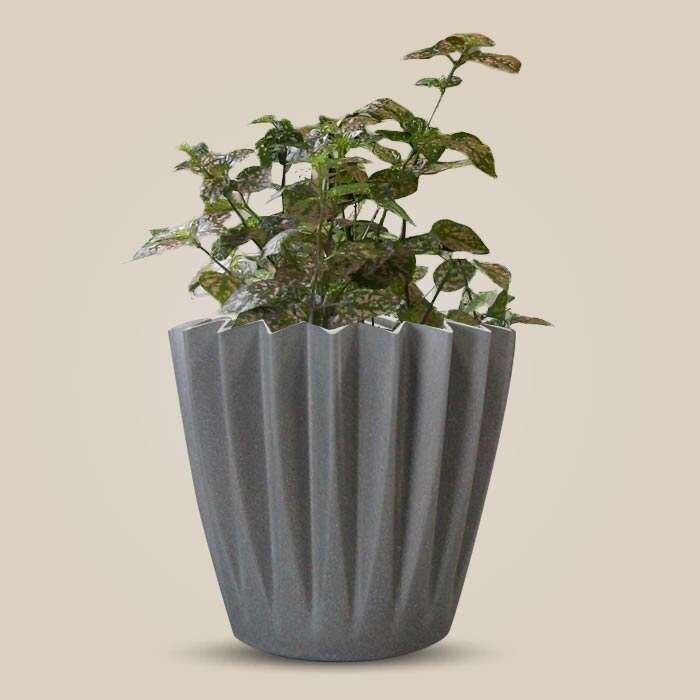 P-Hypoestes-Sanguinolenta-Pink-13cm-WPOT4