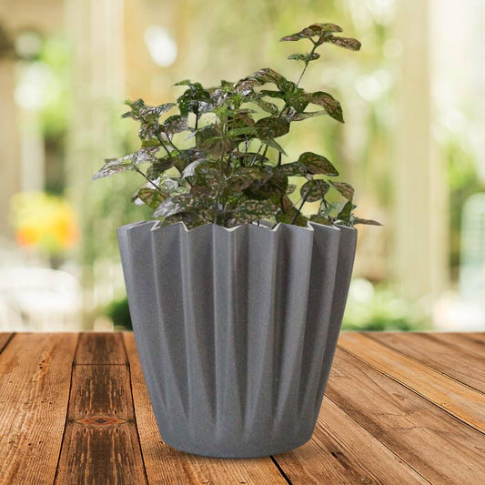 Hypoestes Sanguinolenta Pink Indoor with Grey Pot