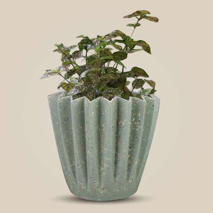 P-Hypoestes-Sanguinolenta-Pink-13cm-WPOT6