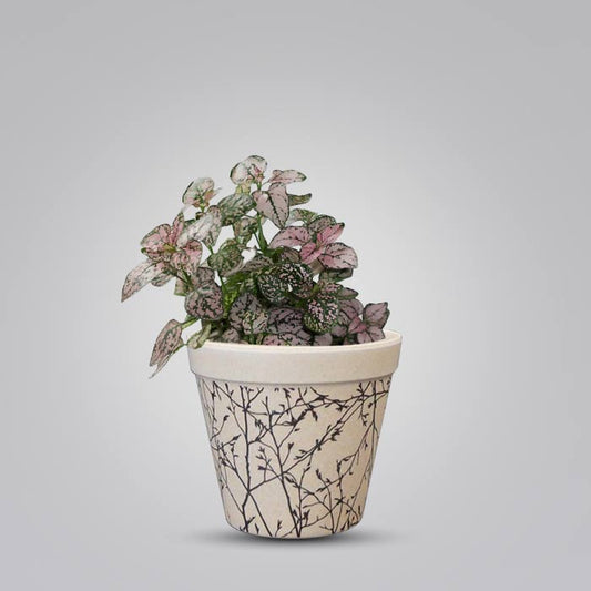 Hypoestes Sanguinolenta Pink in Bamboo Plant Pot