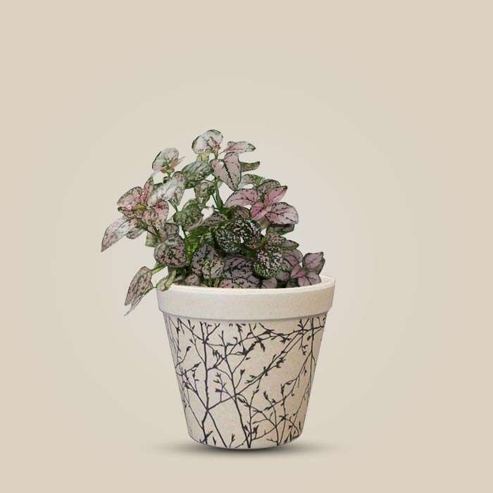 P-Hypoestes-Sanguinolenta-Pink-9cm-WPOT1_3