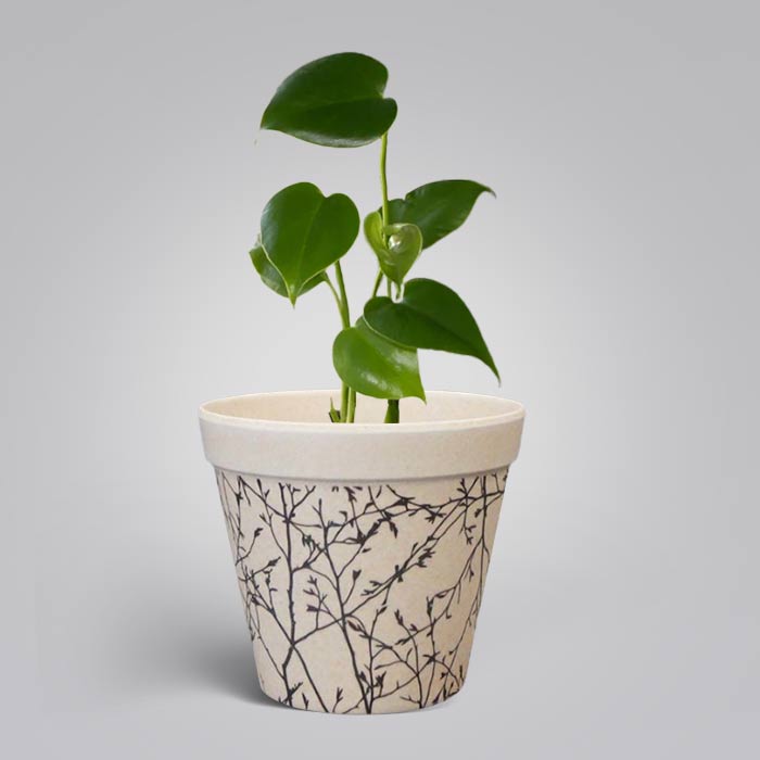 Monstera Deliciosa Houseplant with Bamboo Plant Pot