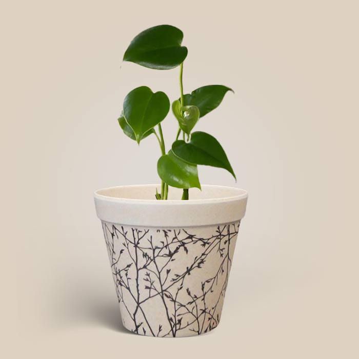 Monstera Deliciosa Houseplant with Bamboo Plant Pot