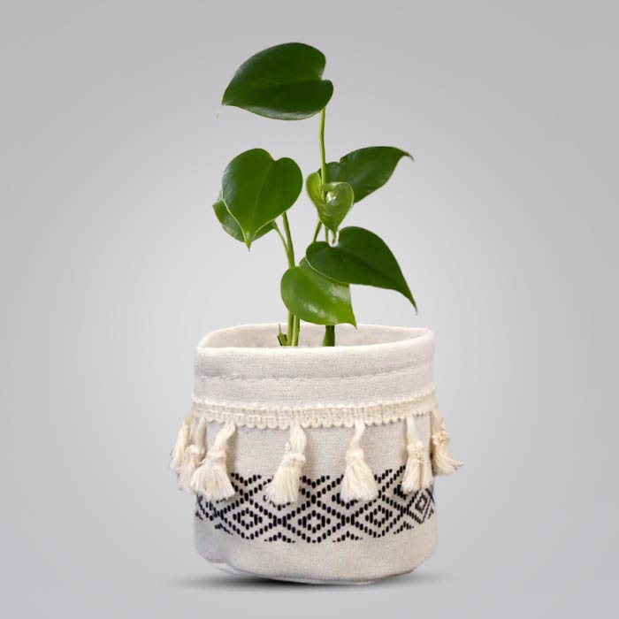 Monstera Deliciosa House Plant with Cotton Pot
