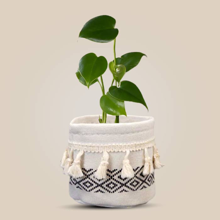 Monstera Deliciosa House Plant with Cotton Pot
