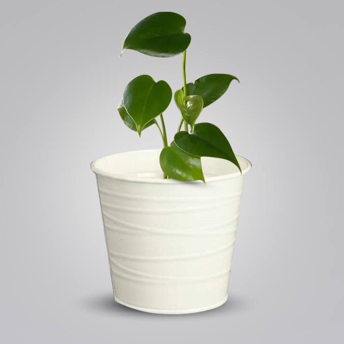 Monstera Deliciosa with White Metal Pot