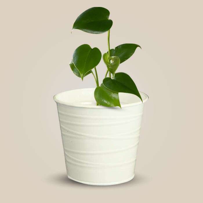 P-Monstera-Deliciosa-13cm-WPOT3_3