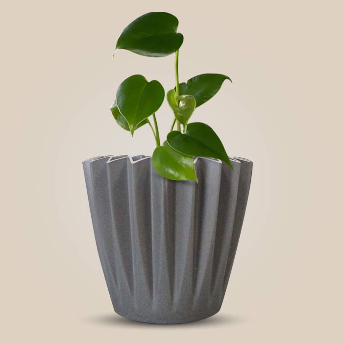 Monstera Deliciosa Indoor with Grey Pot