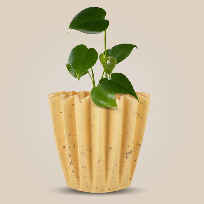 Monstera Deliciosa with Yellow Plant Pot