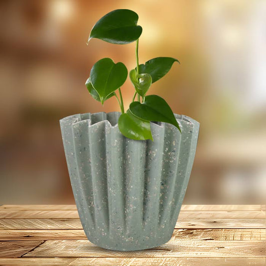 Monstera Deliciosa with Sage Green Pot