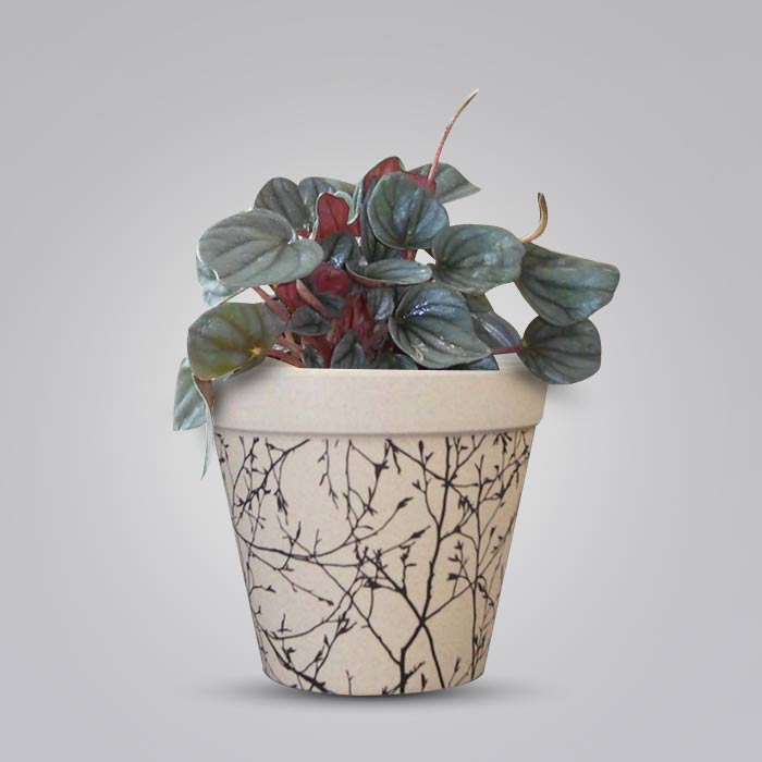 Peperomia Caperata Houseplant in a 13cm Nursery Pot with Bamboo Plant Pot